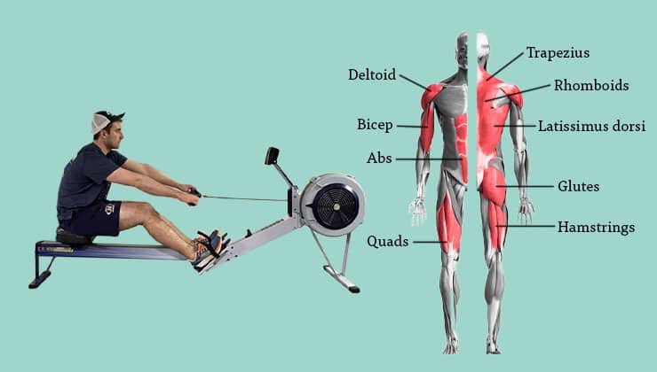 What Muscles Does a Rowing Machine Workout